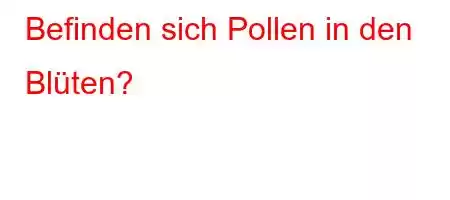 Befinden sich Pollen in den Blüten