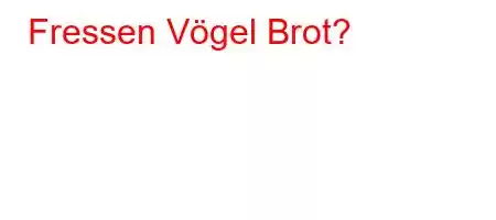 Fressen Vögel Brot?