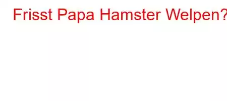 Frisst Papa Hamster Welpen