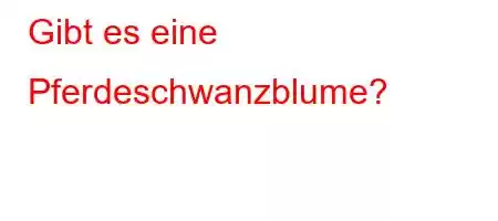 Gibt es eine Pferdeschwanzblume?