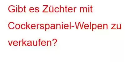 Gibt es Züchter mit Cockerspaniel-Welpen zu verkaufen?