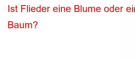 Ist Flieder eine Blume oder ein Baum?