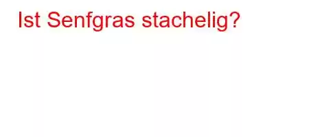 Ist Senfgras stachelig?