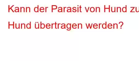 Kann der Parasit von Hund zu Hund übertragen werden?