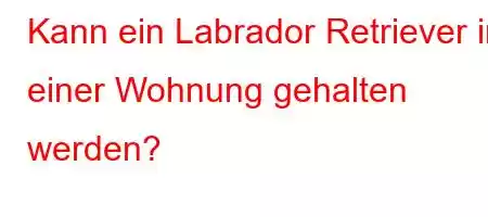 Kann ein Labrador Retriever in einer Wohnung gehalten werden?