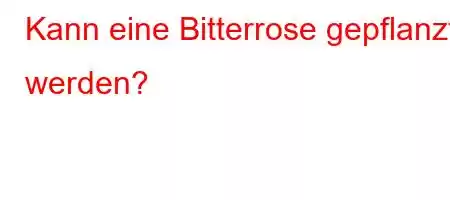 Kann eine Bitterrose gepflanzt werden?