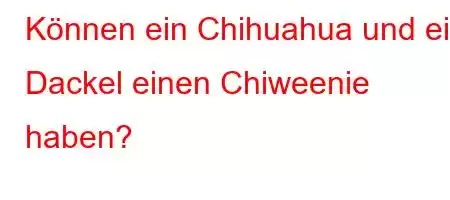 Können ein Chihuahua und ein Dackel einen Chiweenie haben?