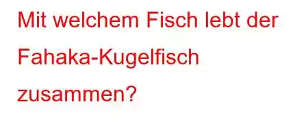 Mit welchem ​​Fisch lebt der Fahaka-Kugelfisch zusammen