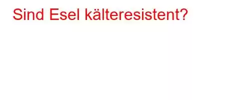 Sind Esel kälteresistent?