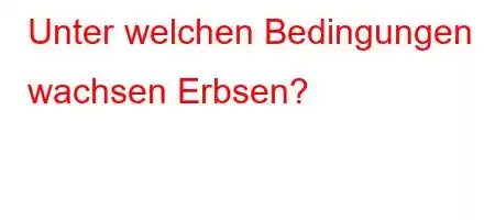 Unter welchen Bedingungen wachsen Erbsen?