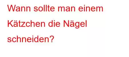 Wann sollte man einem Kätzchen die Nägel schneiden?