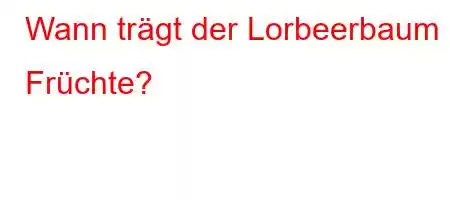 Wann trägt der Lorbeerbaum Früchte?