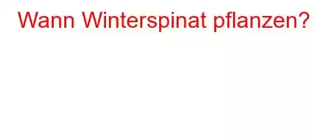 Wann Winterspinat pflanzen