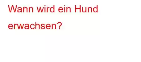 Wann wird ein Hund erwachsen?