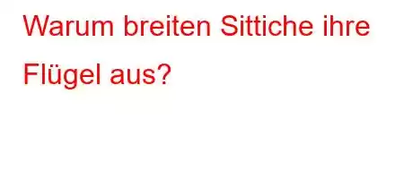 Warum breiten Sittiche ihre Flügel aus?