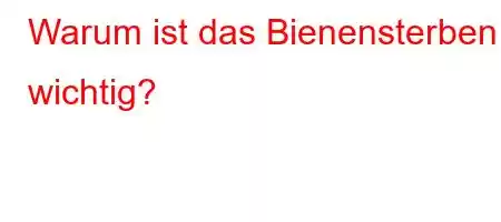 Warum ist das Bienensterben wichtig