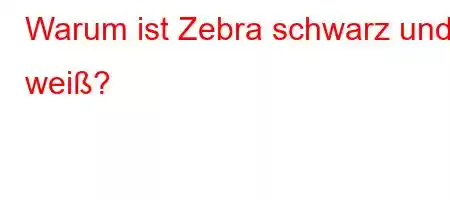 Warum ist Zebra schwarz und weiß?