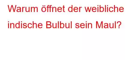 Warum öffnet der weibliche indische Bulbul sein Maul