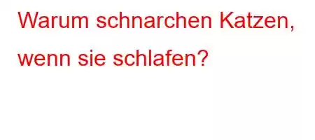 Warum schnarchen Katzen, wenn sie schlafen?