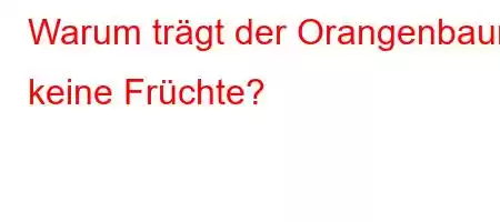 Warum trägt der Orangenbaum keine Früchte?