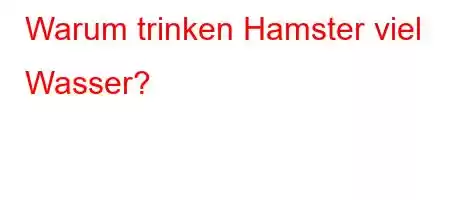 Warum trinken Hamster viel Wasser?