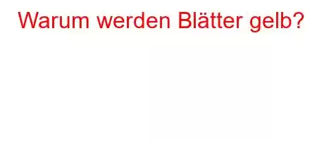 Warum werden Blätter gelb