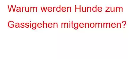 Warum werden Hunde zum Gassigehen mitgenommen?