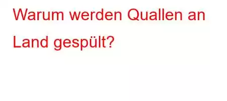 Warum werden Quallen an Land gespült?