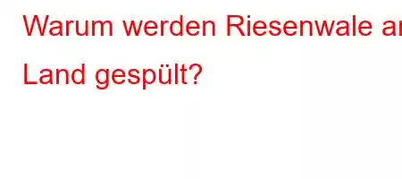 Warum werden Riesenwale an Land gespült?