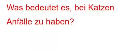 Was bedeutet es, bei Katzen Anfälle zu haben?