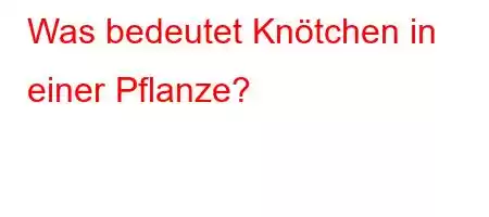 Was bedeutet Knötchen in einer Pflanze?