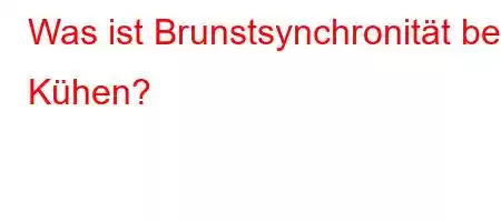 Was ist Brunstsynchronität bei Kühen