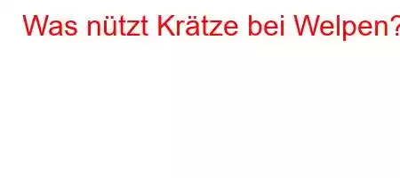 Was nützt Krätze bei Welpen