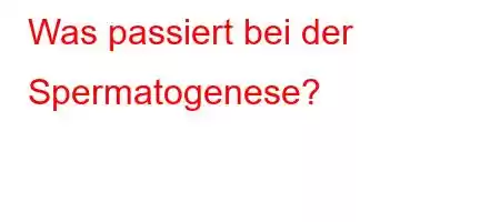 Was passiert bei der Spermatogenese