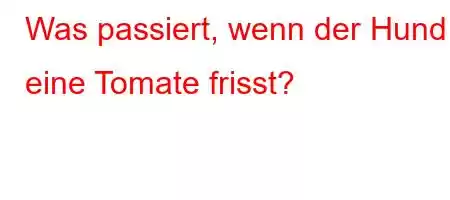 Was passiert, wenn der Hund eine Tomate frisst?