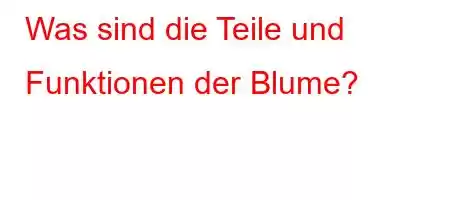 Was sind die Teile und Funktionen der Blume?