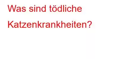 Was sind tödliche Katzenkrankheiten?