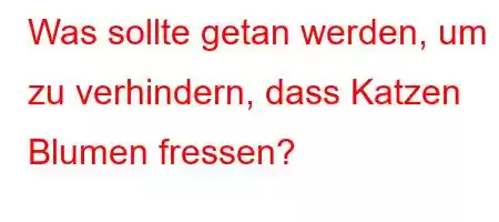 Was sollte getan werden, um zu verhindern, dass Katzen Blumen fressen?