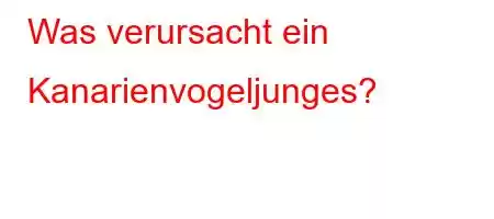 Was verursacht ein Kanarienvogeljunges