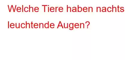 Welche Tiere haben nachts leuchtende Augen?