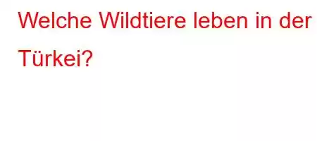 Welche Wildtiere leben in der Türkei?