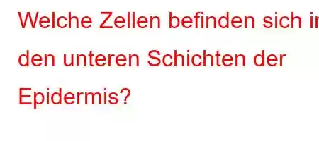 Welche Zellen befinden sich in den unteren Schichten der Epidermis?