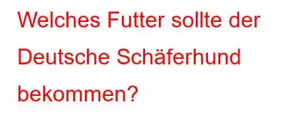 Welches Futter sollte der Deutsche Schäferhund bekommen