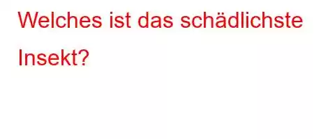 Welches ist das schädlichste Insekt?