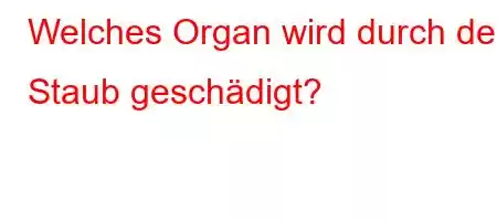 Welches Organ wird durch den Staub geschädigt?