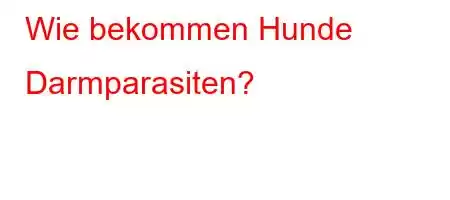 Wie bekommen Hunde Darmparasiten