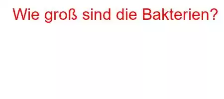 Wie groß sind die Bakterien?