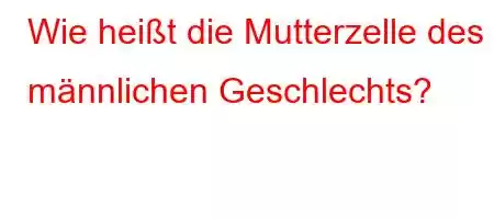 Wie heißt die Mutterzelle des männlichen Geschlechts?