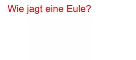 Wie jagt eine Eule?