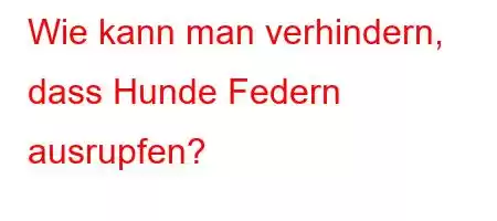 Wie kann man verhindern, dass Hunde Federn ausrupfen?